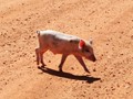 「野性の王国」番外編 ワケありおばさん看護師がアフリカ原住民の童貞青年と生中出しをヤる