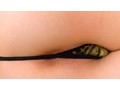 AJOI 究極の完全主観オナニーサポートDVD Tバックパンツ挑発 Aromatic Jerk Off Instruction