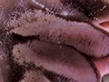 ヴァーチャルべろチュウ Lesbian Kiss ヴァーチャルべろチュウ Lesbian Kiss