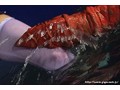 ヒロイン触手牢獄 電脳特捜インスペクター 筒井まりか ヒロイン触手牢獄 電脳特捜インスペクター 筒井まりか