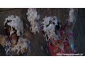 レンジャーガールズ絶体絶命！恐怖の濡れ責め地獄