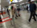 新・歌舞伎町ヤンキーJKびっち伝説 とりま5P生中出し学援祭