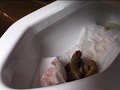 自然便大辞典 6