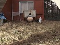 近親スカトロドラマ 背徳の親子糞 母さんごめんねもっと臭いお尻の穴の女見つけちゃった