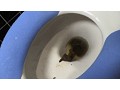 肛門臭スカトロドラマ お尻の穴の臭いを嗅がないで… だってうんこしたばっかなんだもん 大城さおり
