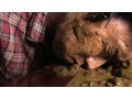 近親相姦スカトロドラマ 背徳の親子糞 お母さんのお尻の穴の臭いを嗅いで…