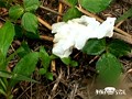 撮られてるとも知らずに！もう限界！尻丸出し野外放尿！！