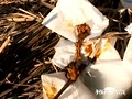撮られてるとも知らずに！もう限界！尻丸出し野外放尿！！