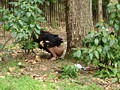 お花見浣腸三昧！大勢のお花見客の中で強制浣腸！アナルモザ無しVer！